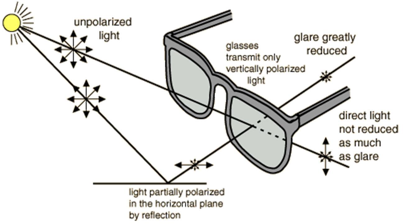 Polarized sunglasses how they work online