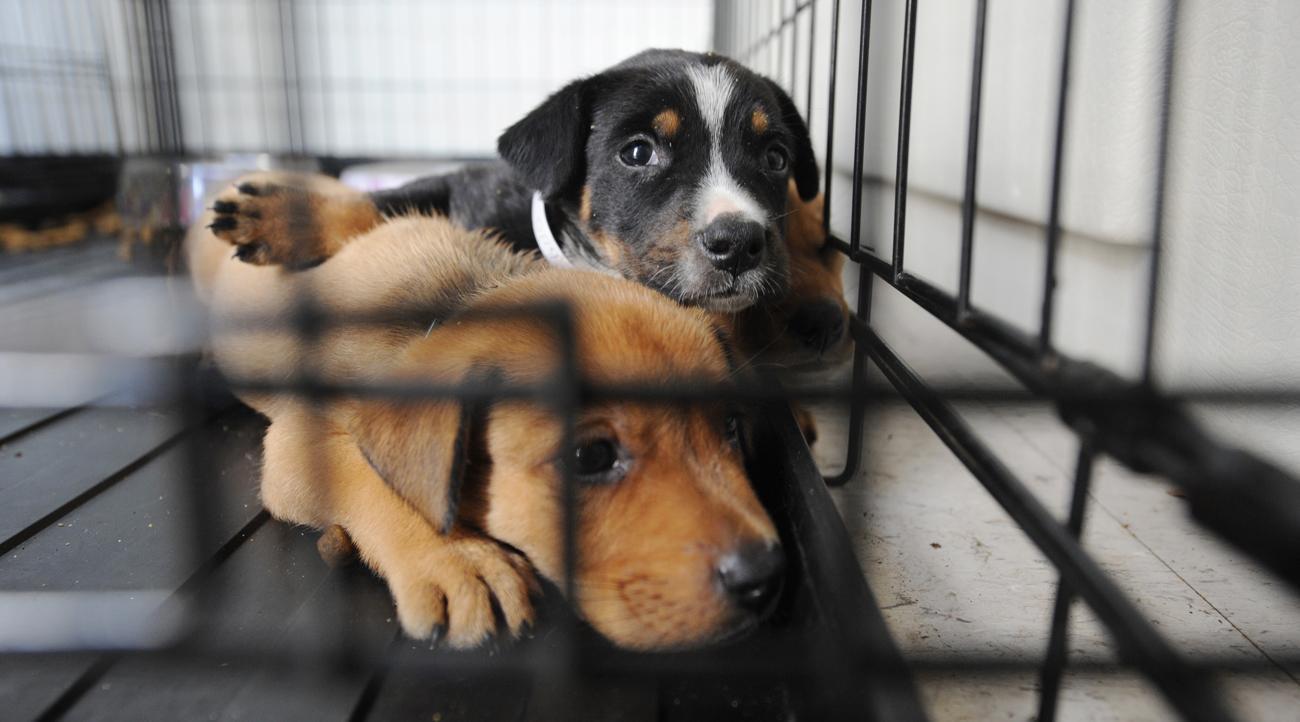 Giving a Shelter Dog Shelter – The Uptight Suburbanite
